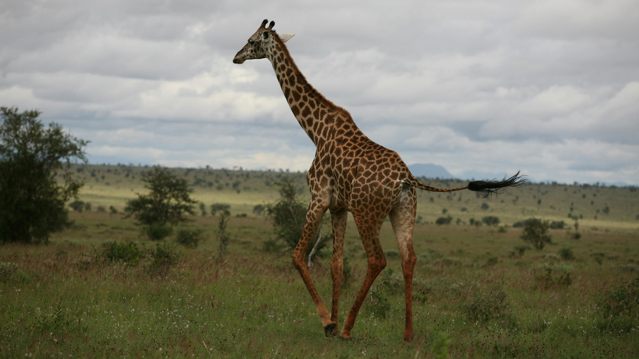 Safari 3 giorni - Masai Mara