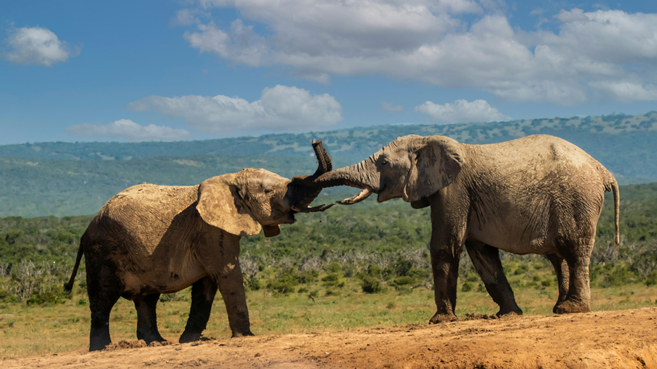 Safari 3 giorni - Tsavo Est + Amboseli