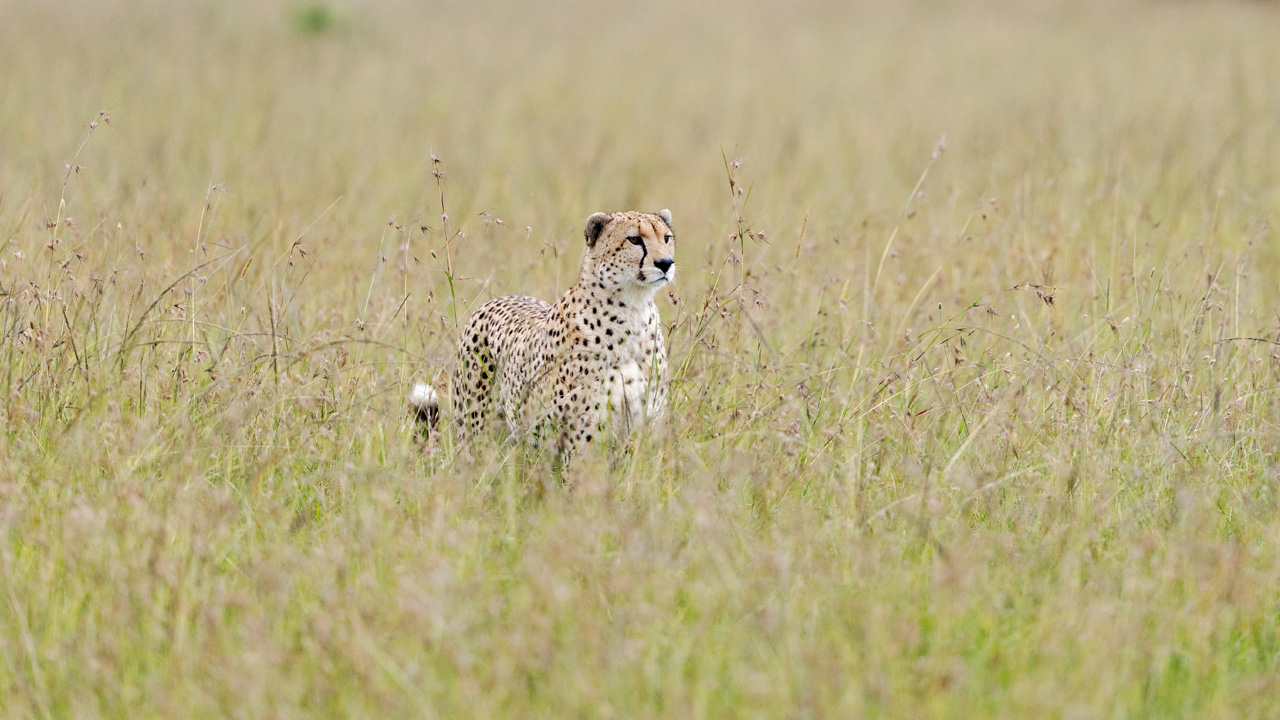 Safari 3 giorni - Tsavo Est + Ovest