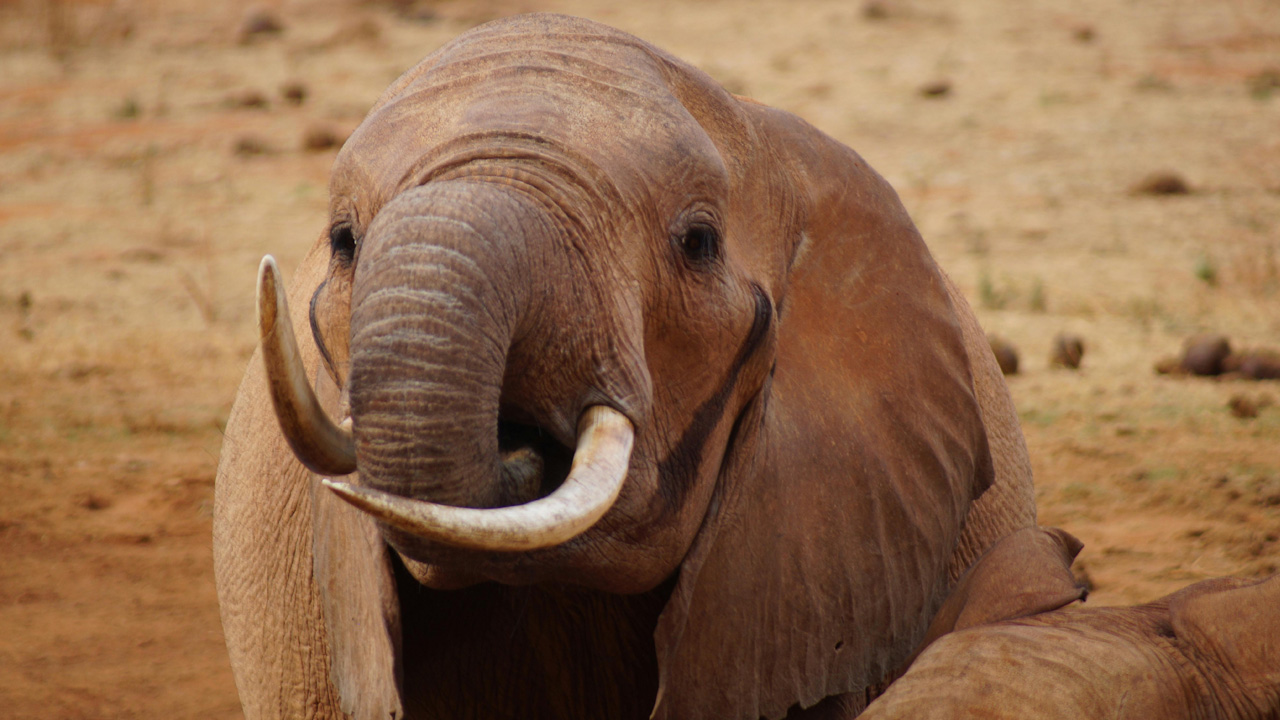 Safari 4 giorni - Tsavo Est + Taita Hills + Amboseli