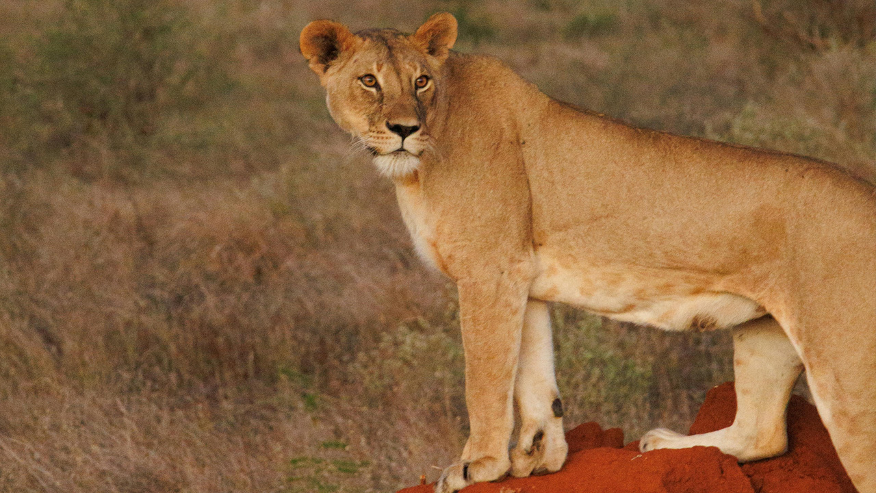 Safari 3 giorni - Tsavo Est + Taita Hills