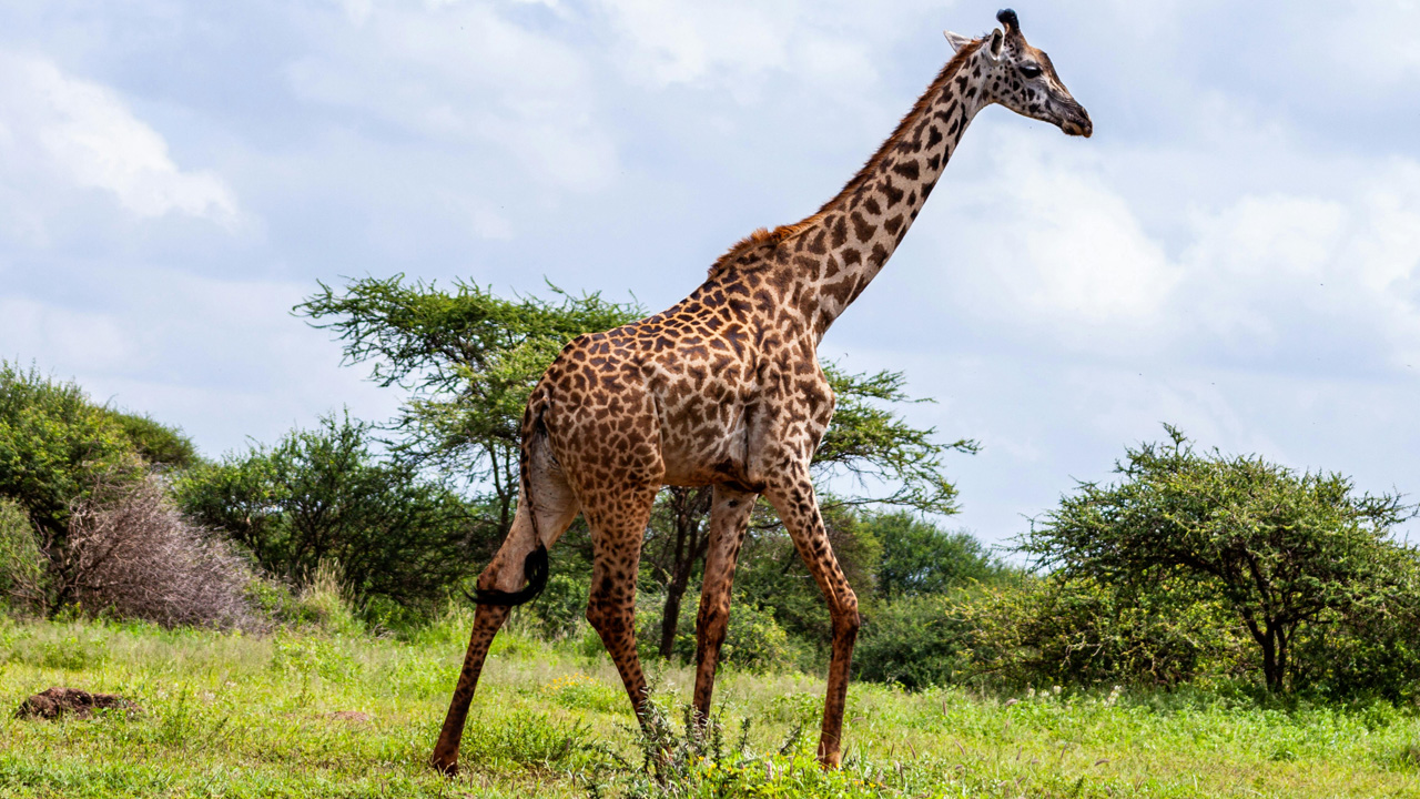 Safari 4 giorni - Tsavo Ovest + Est + Amboseli
