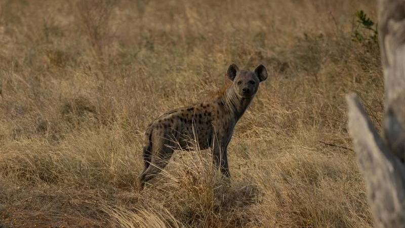 Vasco Safari Kenya