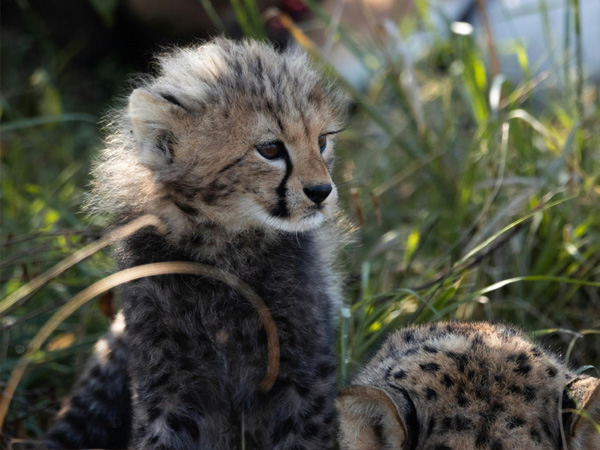 Safari 6 giorni - Masai Mara + Nakuru + Amboseli + Tsavo Est