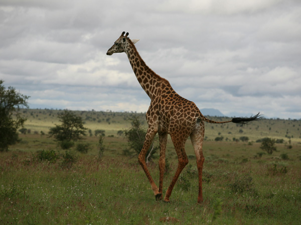 Safari 3 giorni - Masai Mara