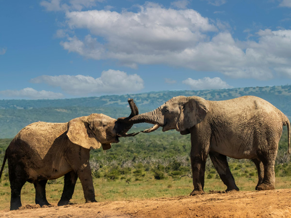 Safari 3 giorni - Tsavo Est + Amboseli