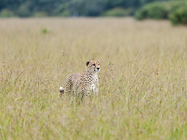 Safari 3 giorni - Tsavo Est + Ovest