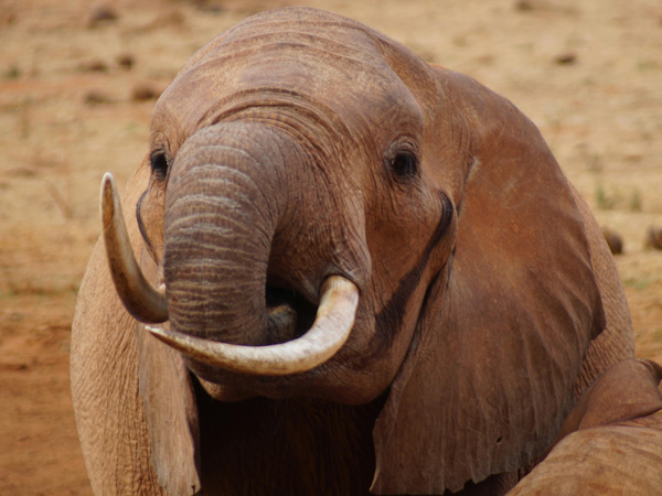 Safari 4 giorni - Tsavo Est + Taita Hills + Amboseli