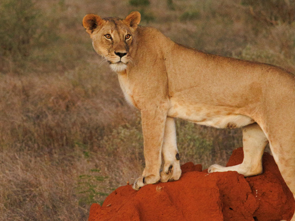 Safari 3 giorni - Tsavo Est + Taita Hills