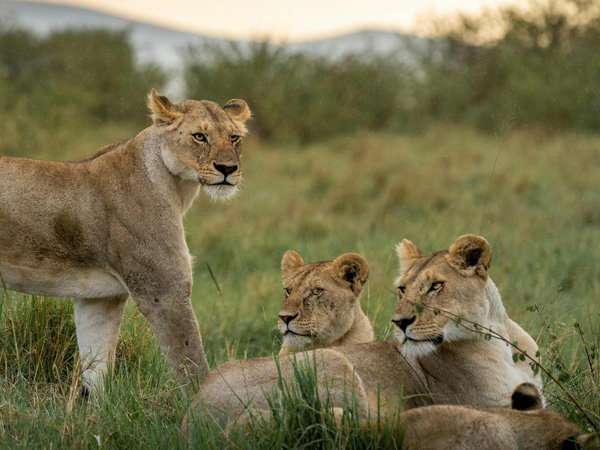 Safari 2 giorni - Tsavo Est