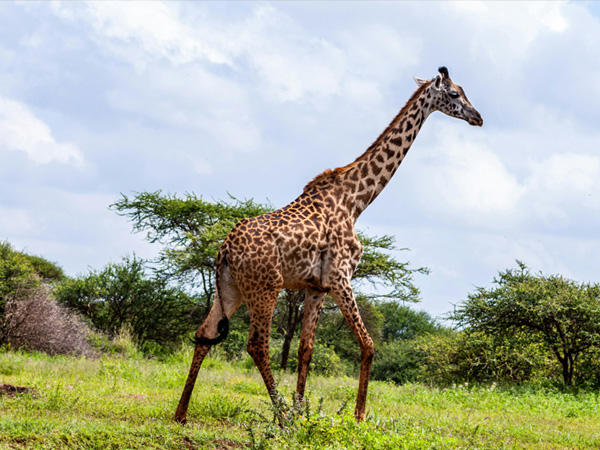 Safari 4 giorni - Tsavo Ovest + Est + Amboseli